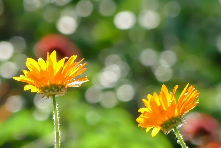 太陽光に輝くキンセンカの花
